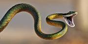 snake small image