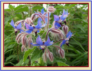 Borage oil uses benefits and disadvantages