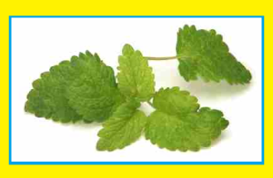 Medicinal uses of lemon balm