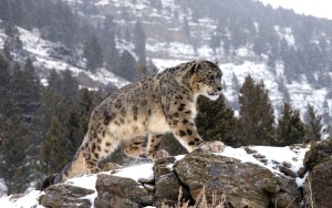Picture of endangered species | Article on endangered species