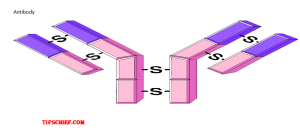 diagram of antibody biology images