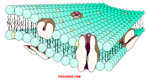 diagram of cell membrane