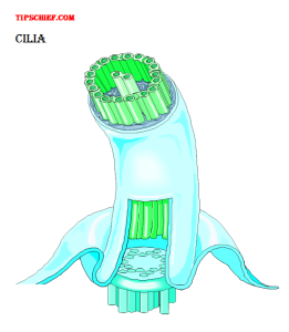diagram of cilia of biology images