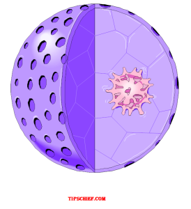 diagram of nucleous for labelling