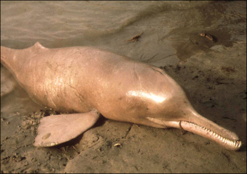 indus-river-dolphin