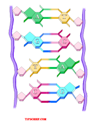 Label Diagram Of Dna