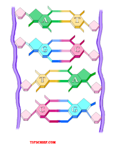 label diagram of DNA