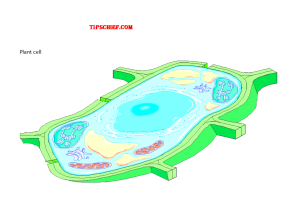 label plants cell biology diagram