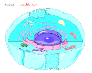 labelling of animal cell